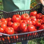 SOIURI TRADIȚIONALE DE LEGUME